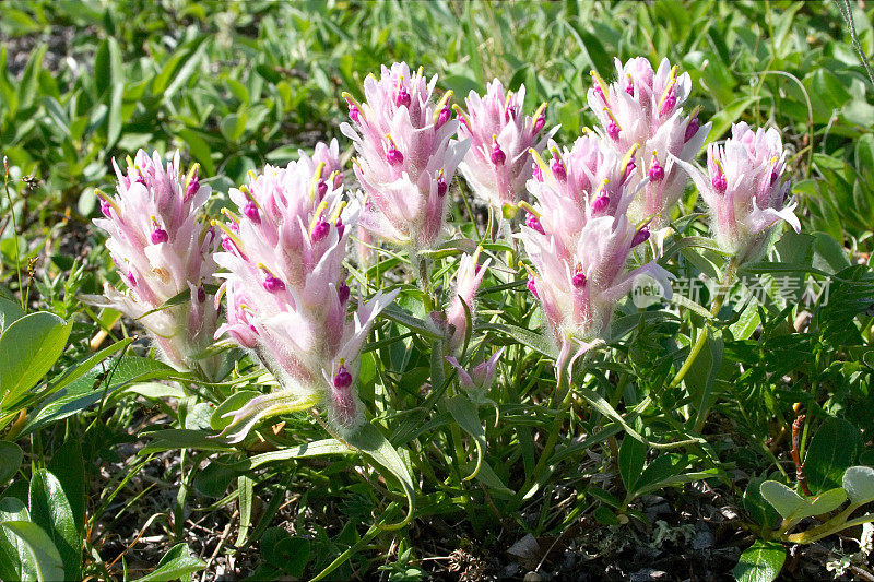 优雅的画笔(Castilleja elegans)在巴瑟斯特湾，努勒维特，加拿大。